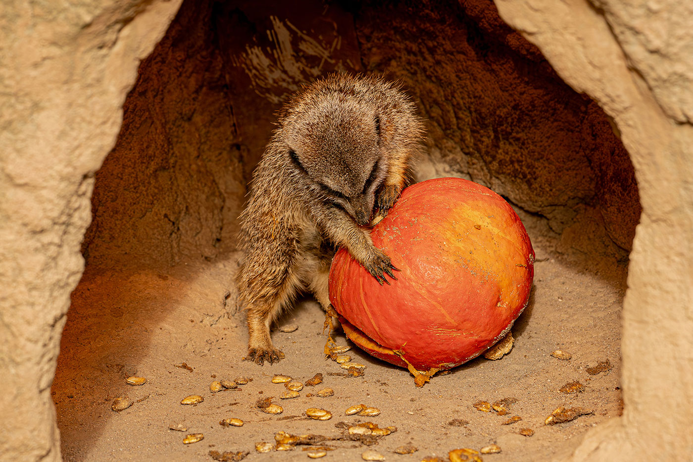 Erdmännchen angelt Mehlwürmer aus einem Kürbis.