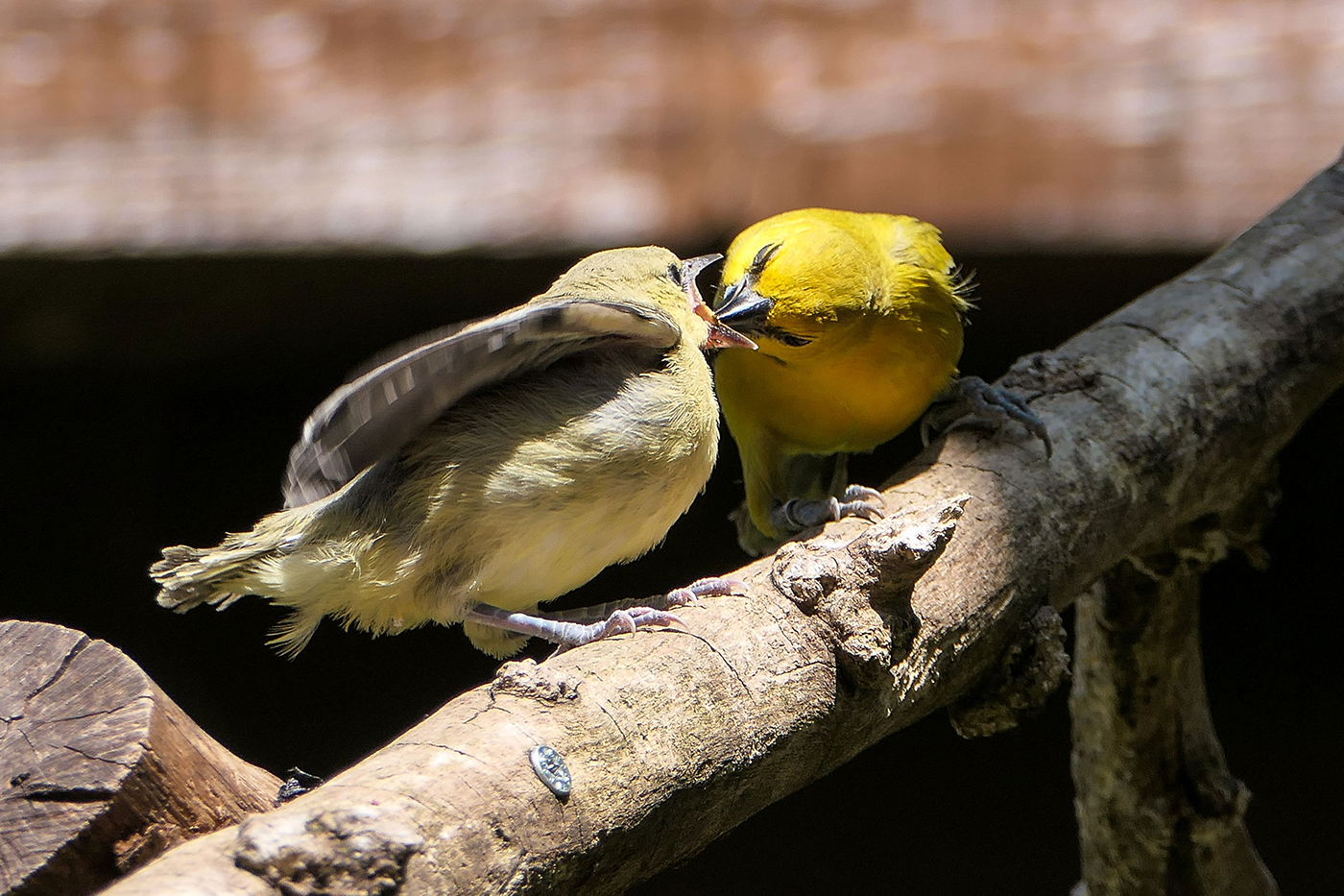 Orangebrust-Trupial beim Füttern seines Nachwuchses. Im Sommer konnten Besucher den Bau des imposanten Nests des Elternpaares in der begehbaren Südamerika-Voliere mitverfolgen.