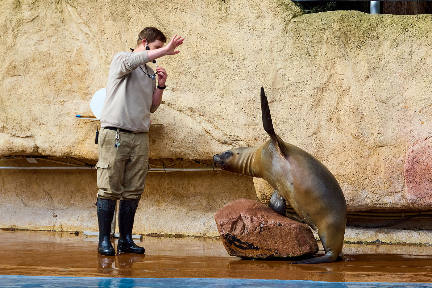 Tierpflegerin mit Mähnenrobbe beim Training
