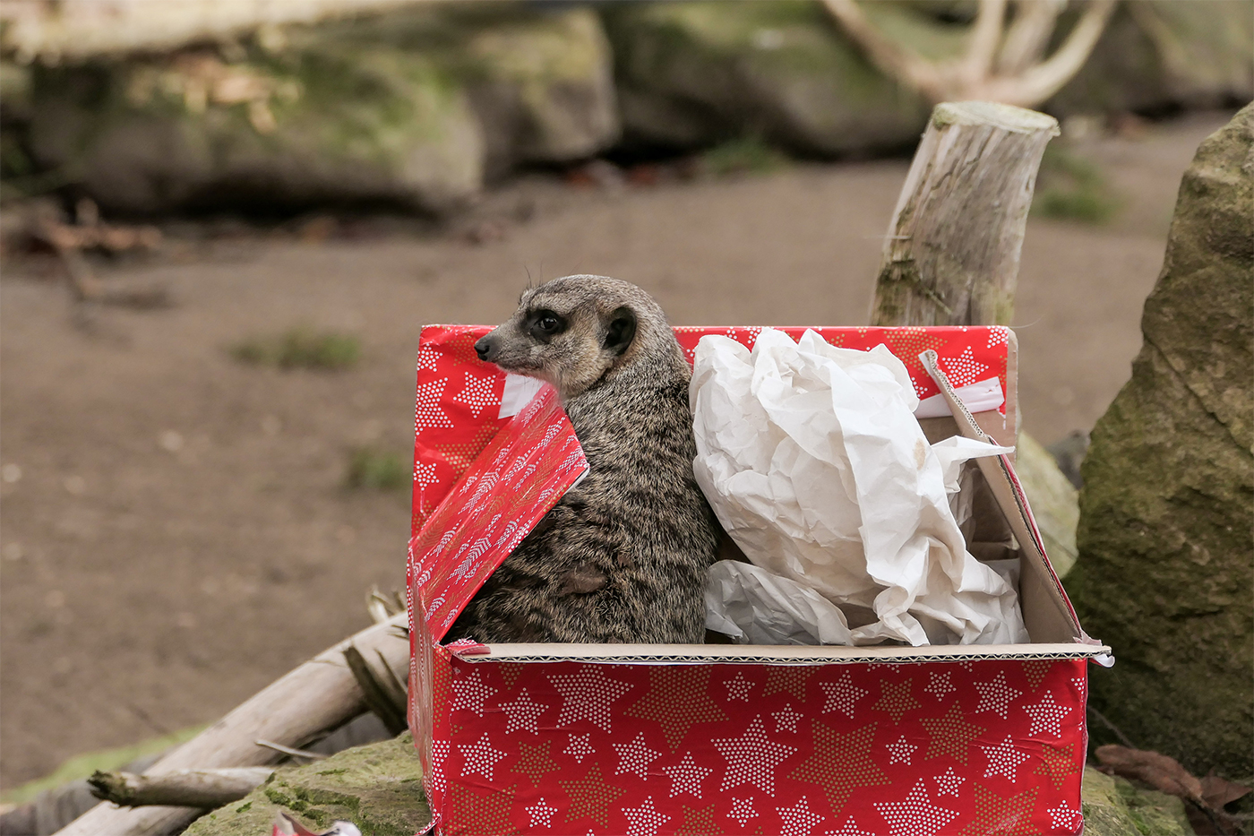 Erdmännchen in Weihnachtsgeschenkkarton