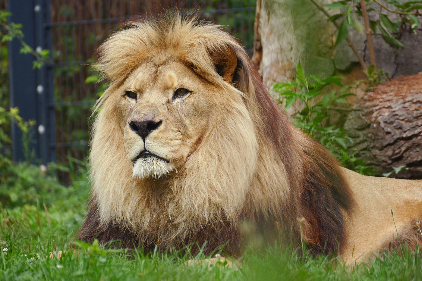 Das Team des Zoo Heidelberg trauert um Berberlöwe Chalid