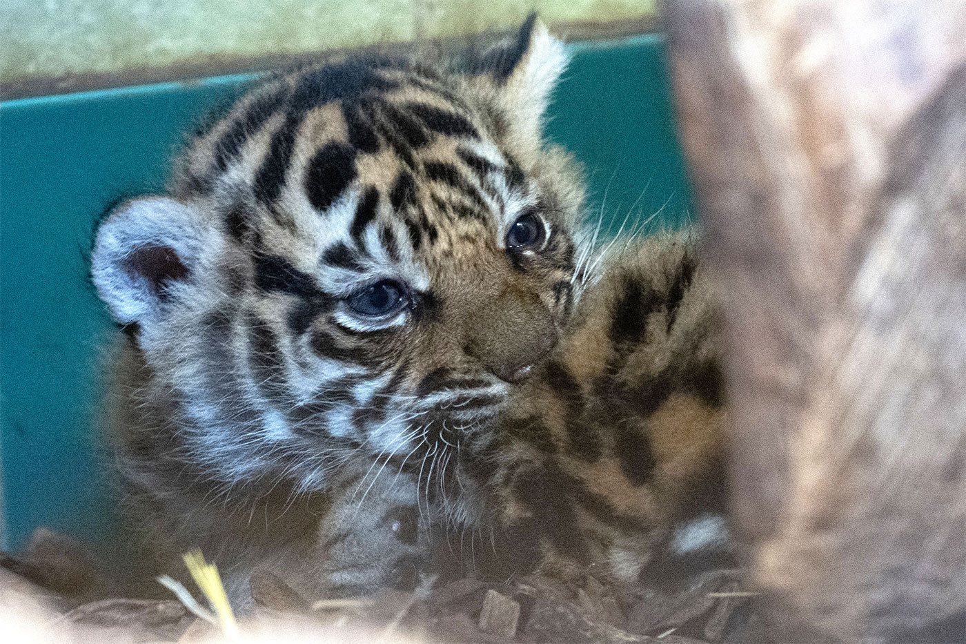 Nahaufnahme Tigerjungtier