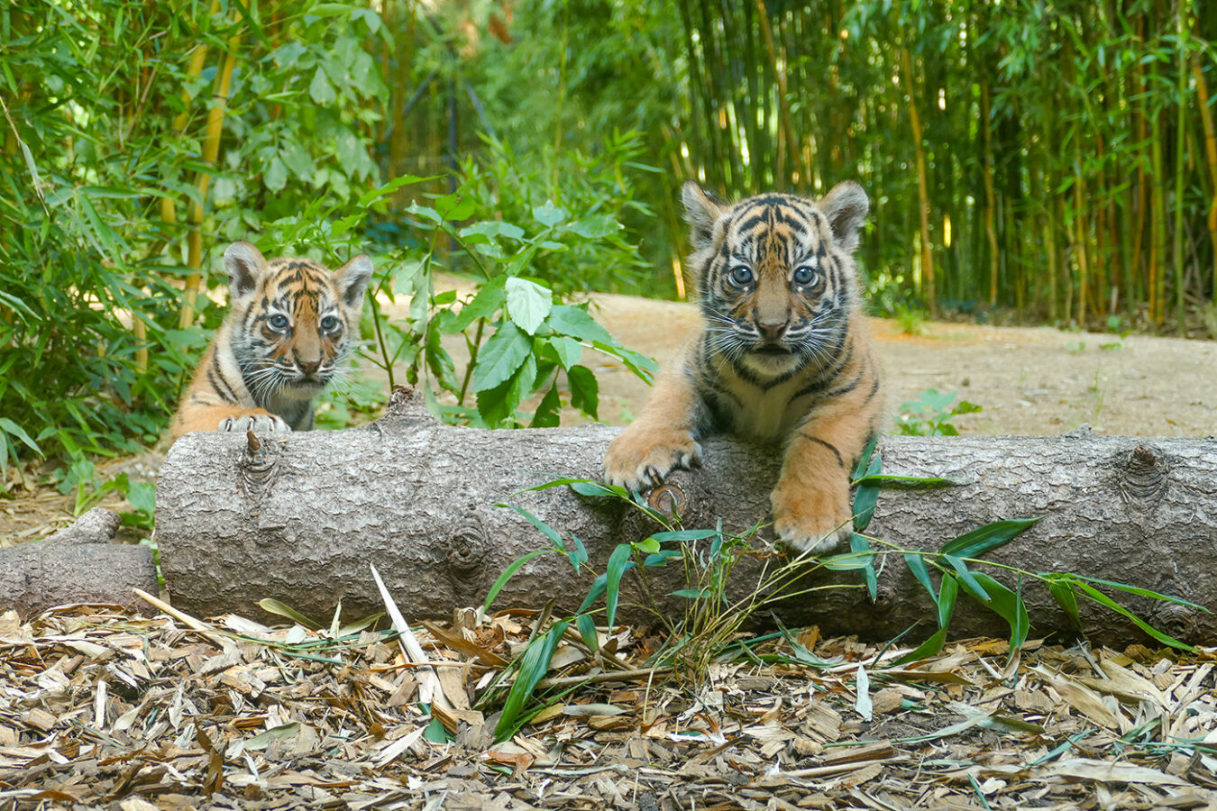Tigernachwuchs Im Zoo Heidelberg Zoo Heidelberg Leben Live Erleben Tigernachwuchs Im Zoo Heidelberg Zoo Heidelberg Leben Live Erleben
