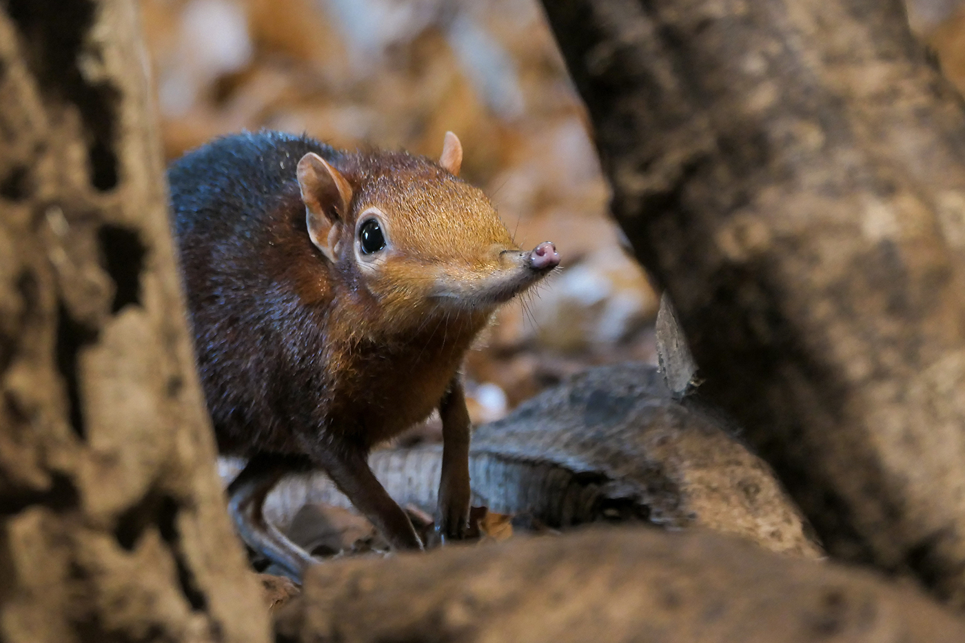 Das Rüsselhündchen ist einer der neuen Bewohner im Zoo