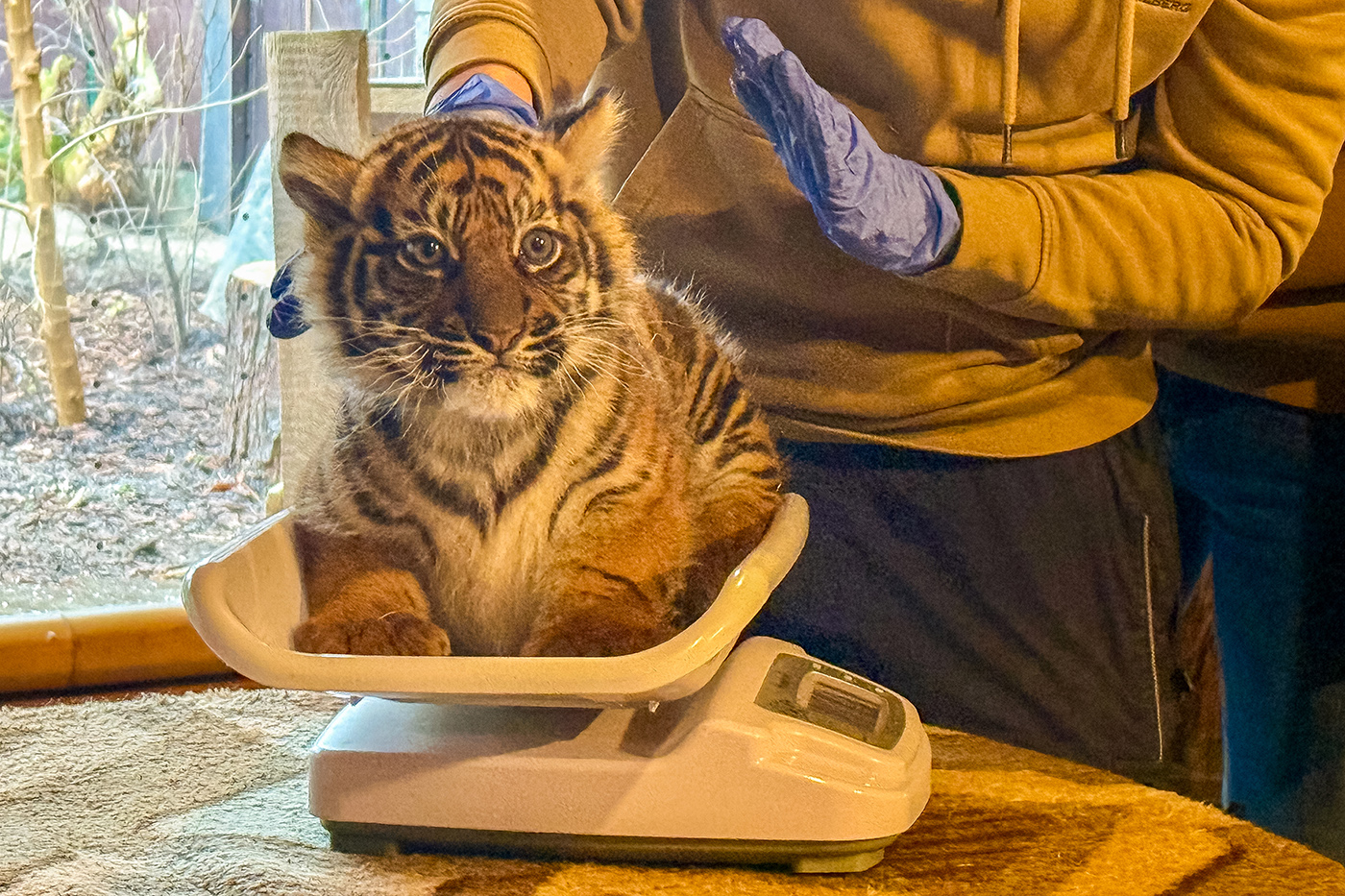 Tiger-Jungtier auf der Waage bei der Erstuntersuchung.