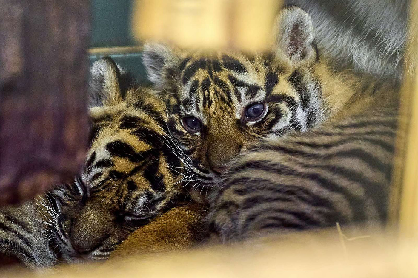 Die zwei Sumatra-Tiger haben bislang noch keine Namen.