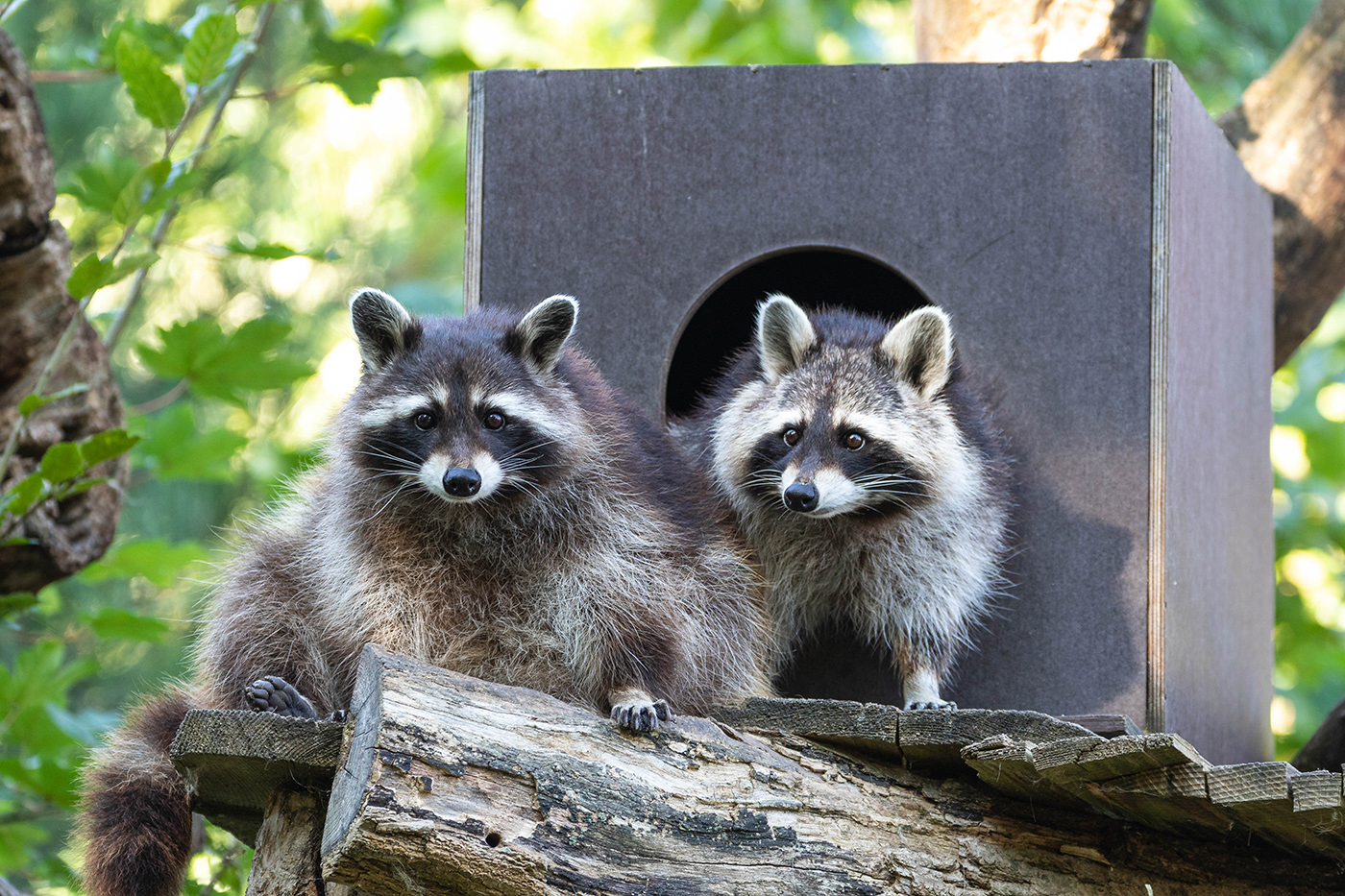 Die Waschbären kehren aus der Winterruhe zurück.