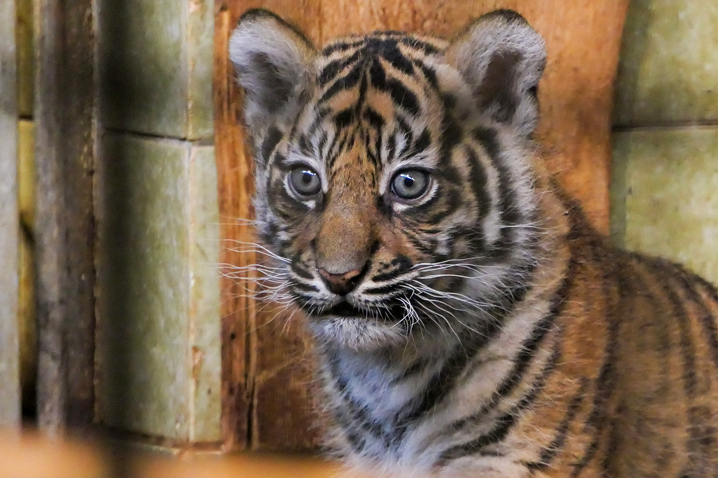 Stimmen Sie für die Namen unserer zwei Sumatra-Tiger ab!