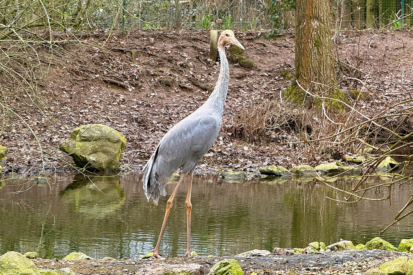 Besucher können den männlichen Vogel am Geysirsee beobachten