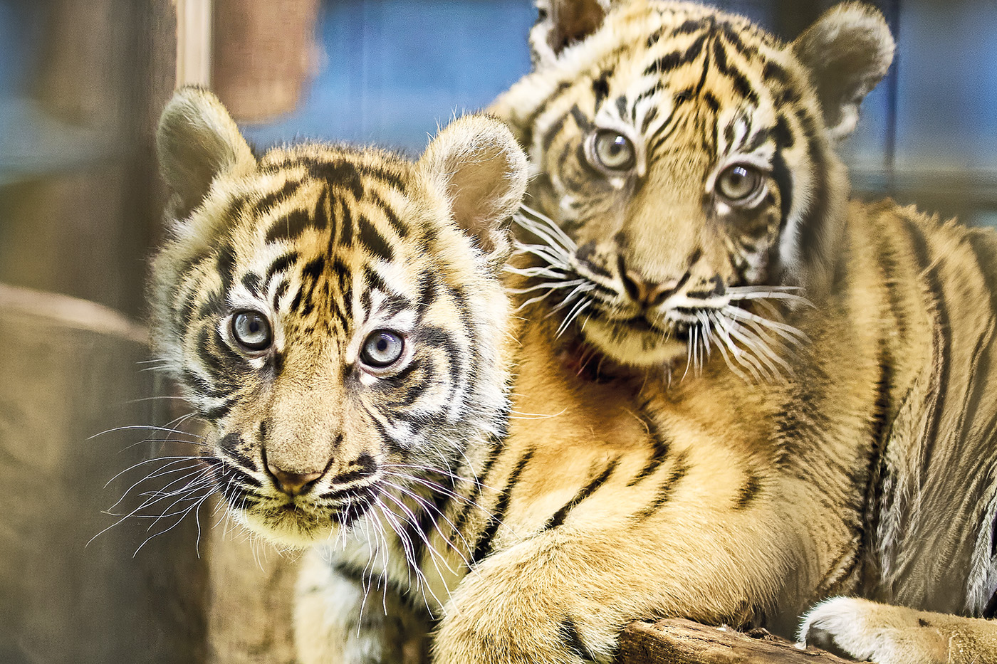 Zwei Tiger. Links zu sehen ist Sari, rechts im Bild Raya.