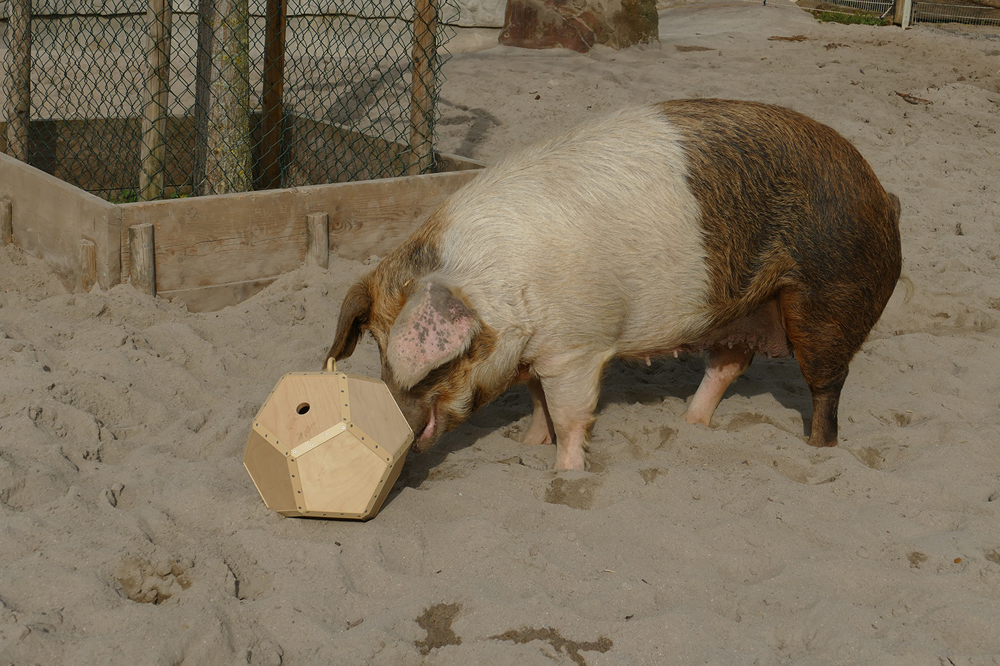 Schwein mit Futterball