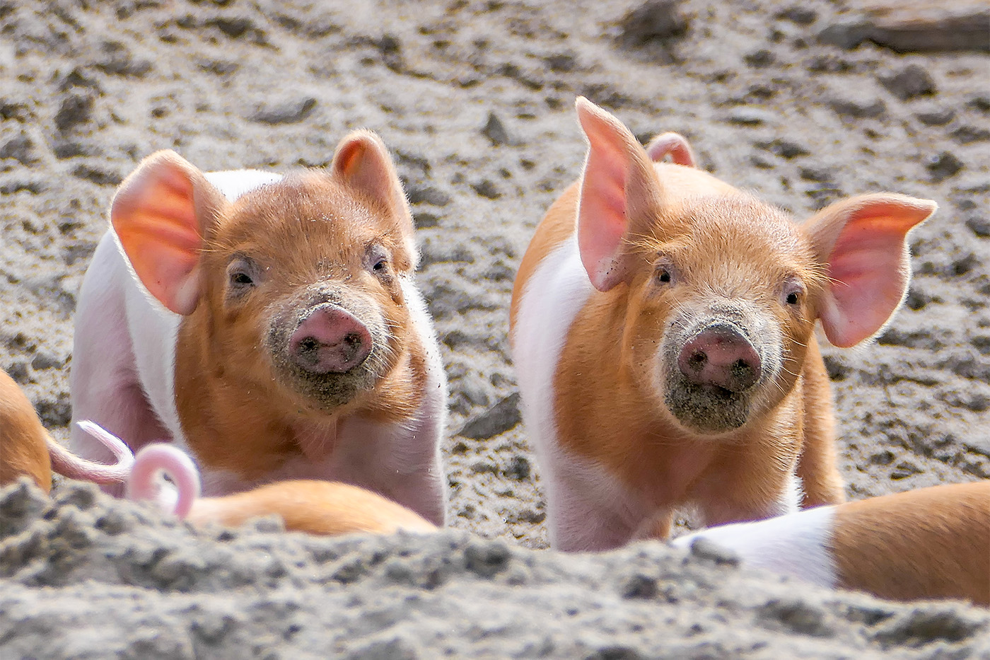 Kleine Saubande macht den Bauernhof unsicher: Die sieben Ferkel bei den Rotbunten Husumer Schweinen kamen Mitte März zur Welt.