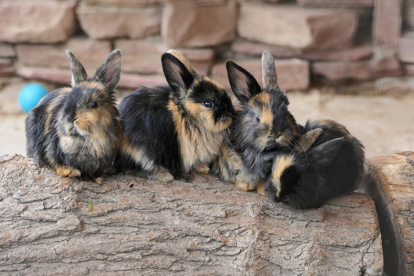 Die Japaner-Kaninchen sind bereits flink unterwegs. (Foto: Heidrun Knigge / Zoo Heidelberg)