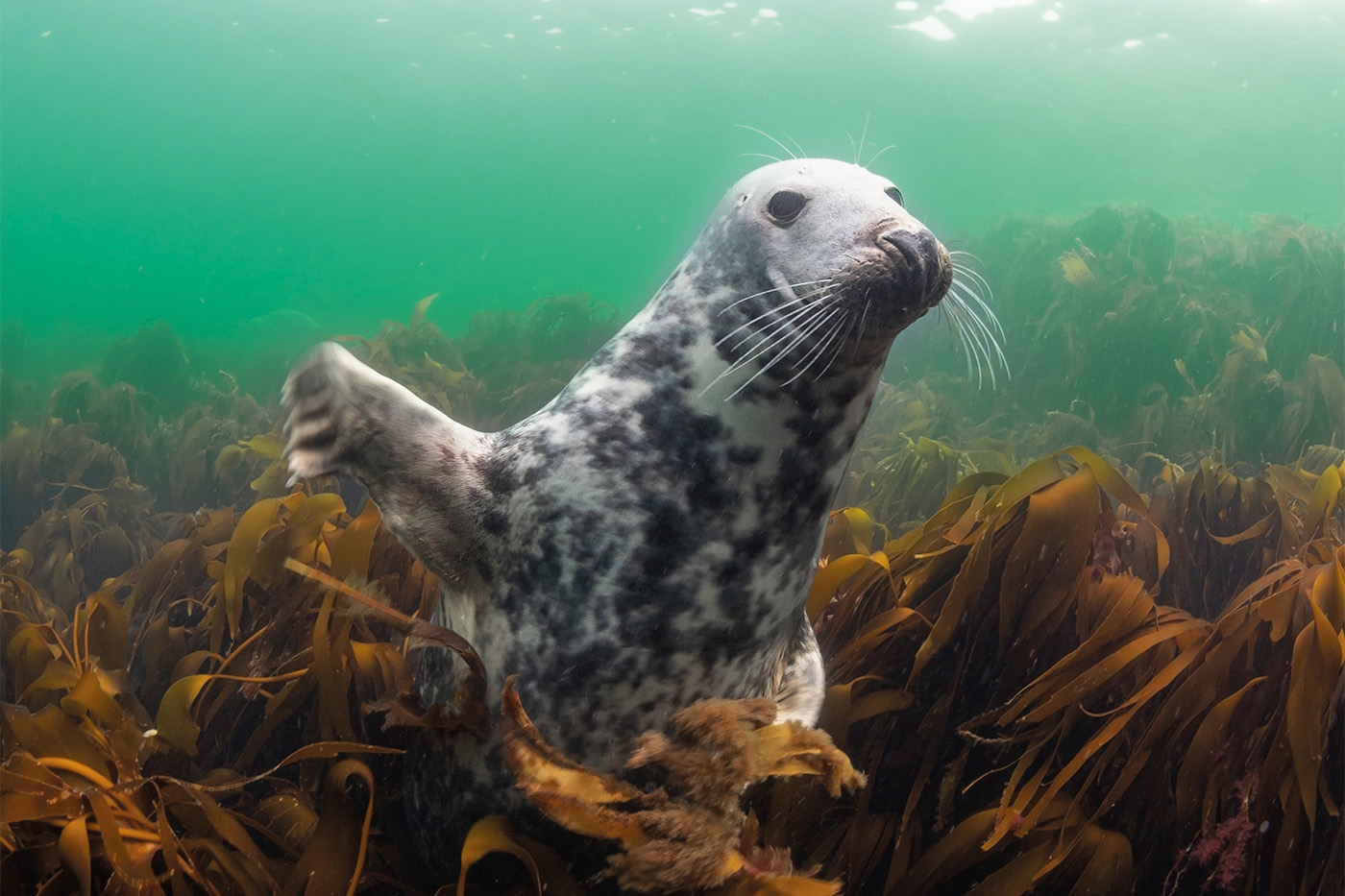 Die Sonderausstellung „Meer.Natur.Schutz.“ ist bis Ende November 2026 im Zoo Heidelberg zu sehen.