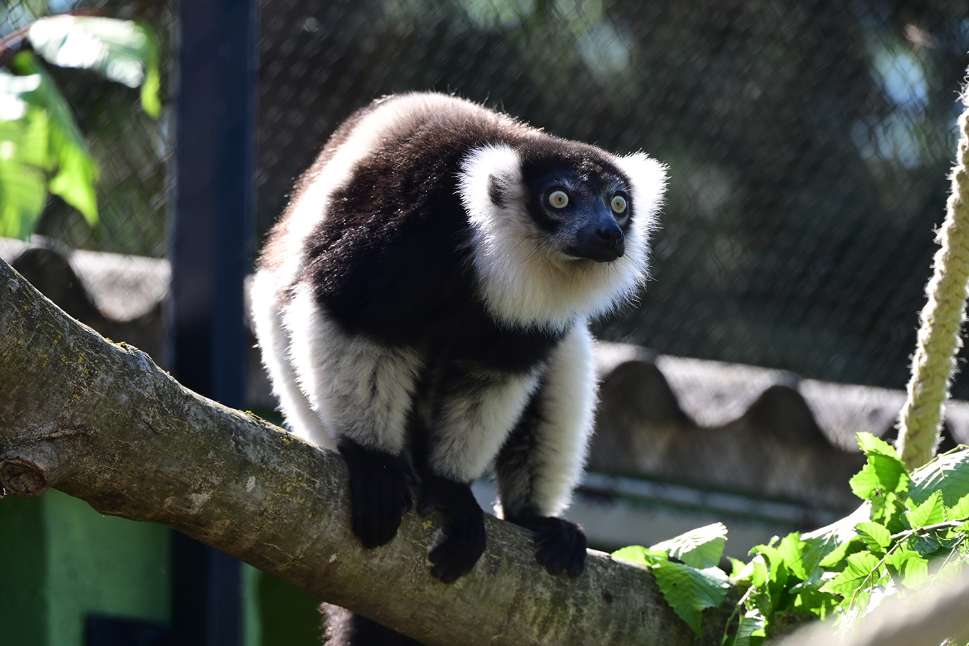Varis kommen ausschließlich auf der Insel Madagaskar vor.
