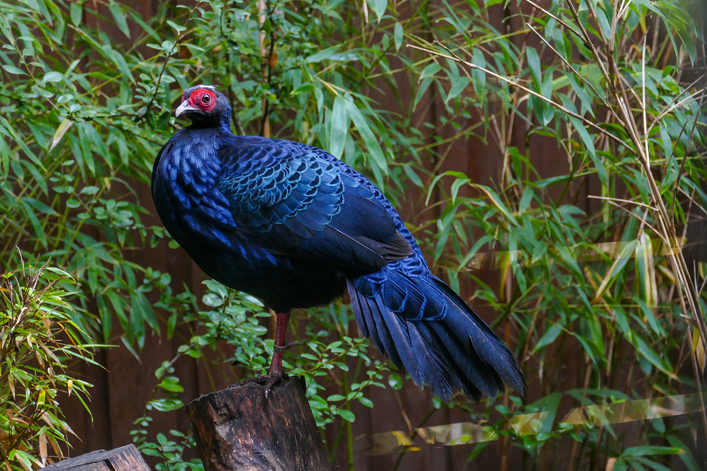In der Natur sind Vietnamfasane höchstwahrscheinlich ausgestorben.