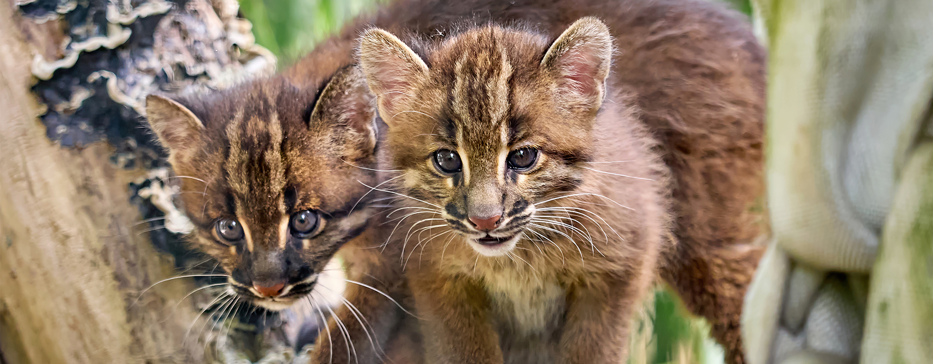 Die zwei Goldkatzen-Jungtiere im Zoo Heidelberg