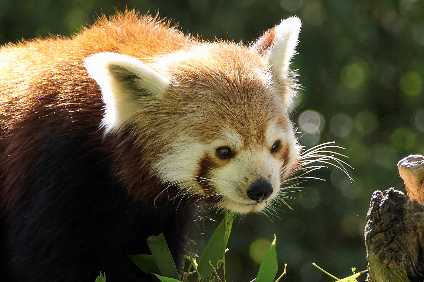 Rote Pandas gehören zu den mehr als 48.000 Arten, die aktuell auf der Roten Liste der Weltnaturschutzunion (IUCN) mit einem Bedrohungsstatus geführt werden.