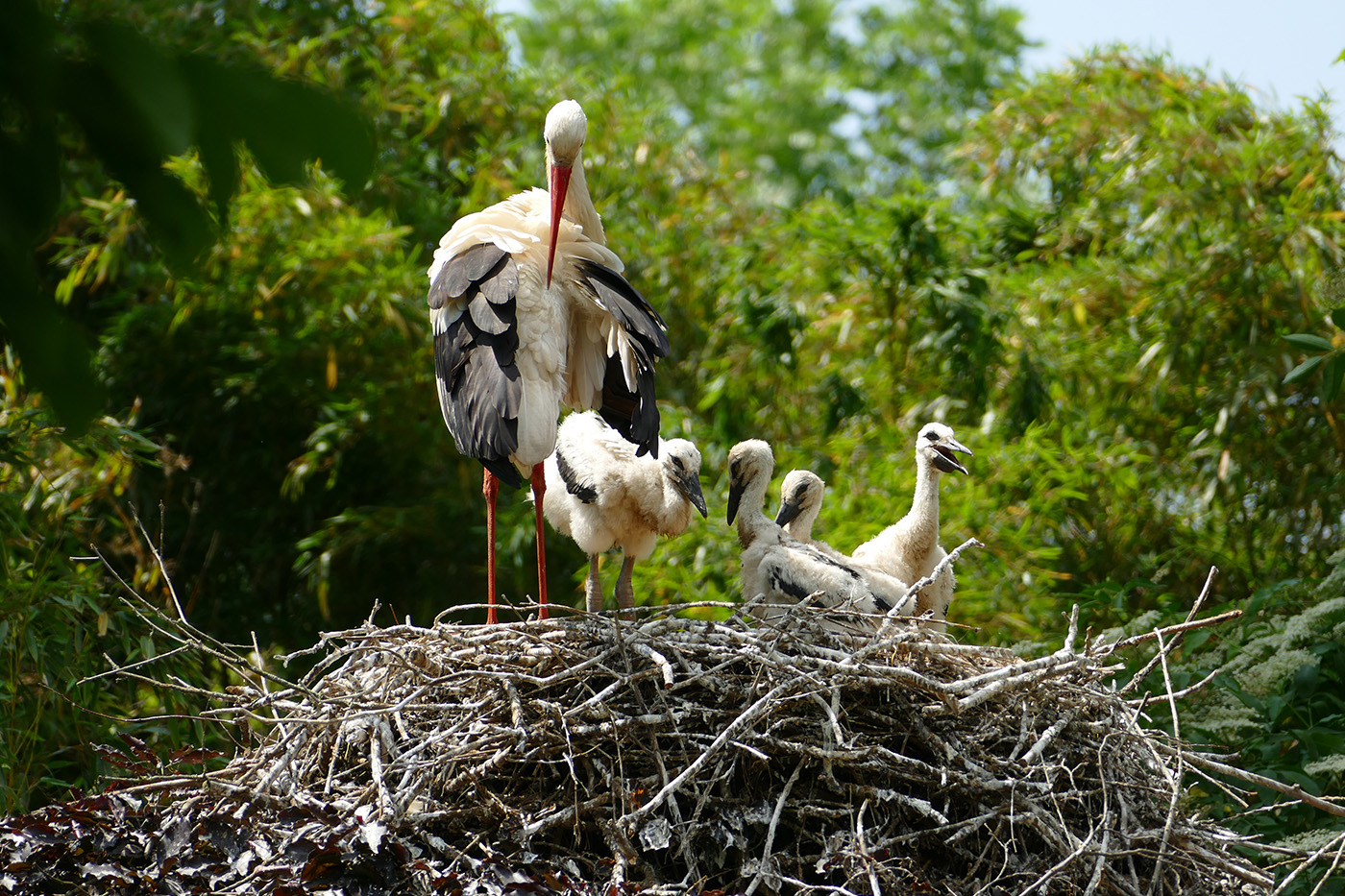 Störche im Zoo Heidelberg