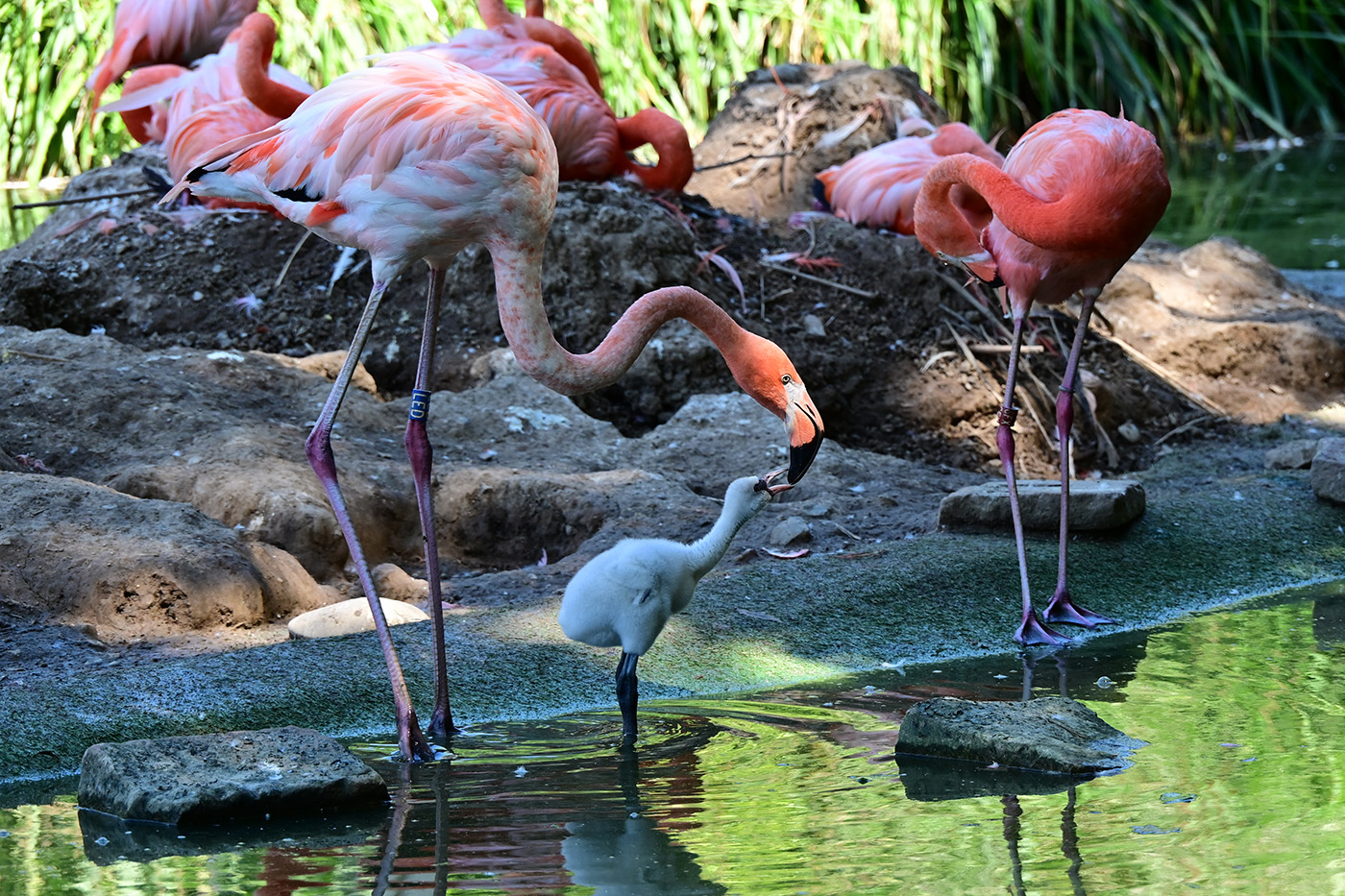 Aktuell leben vier junge Flamingos im Zoo Heidelberg.