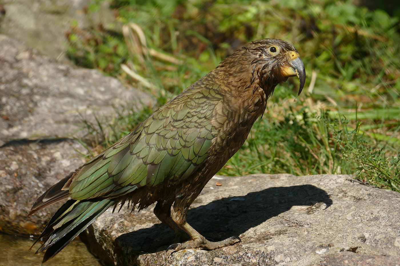 Keas leben ausschließlich in Neuseeland