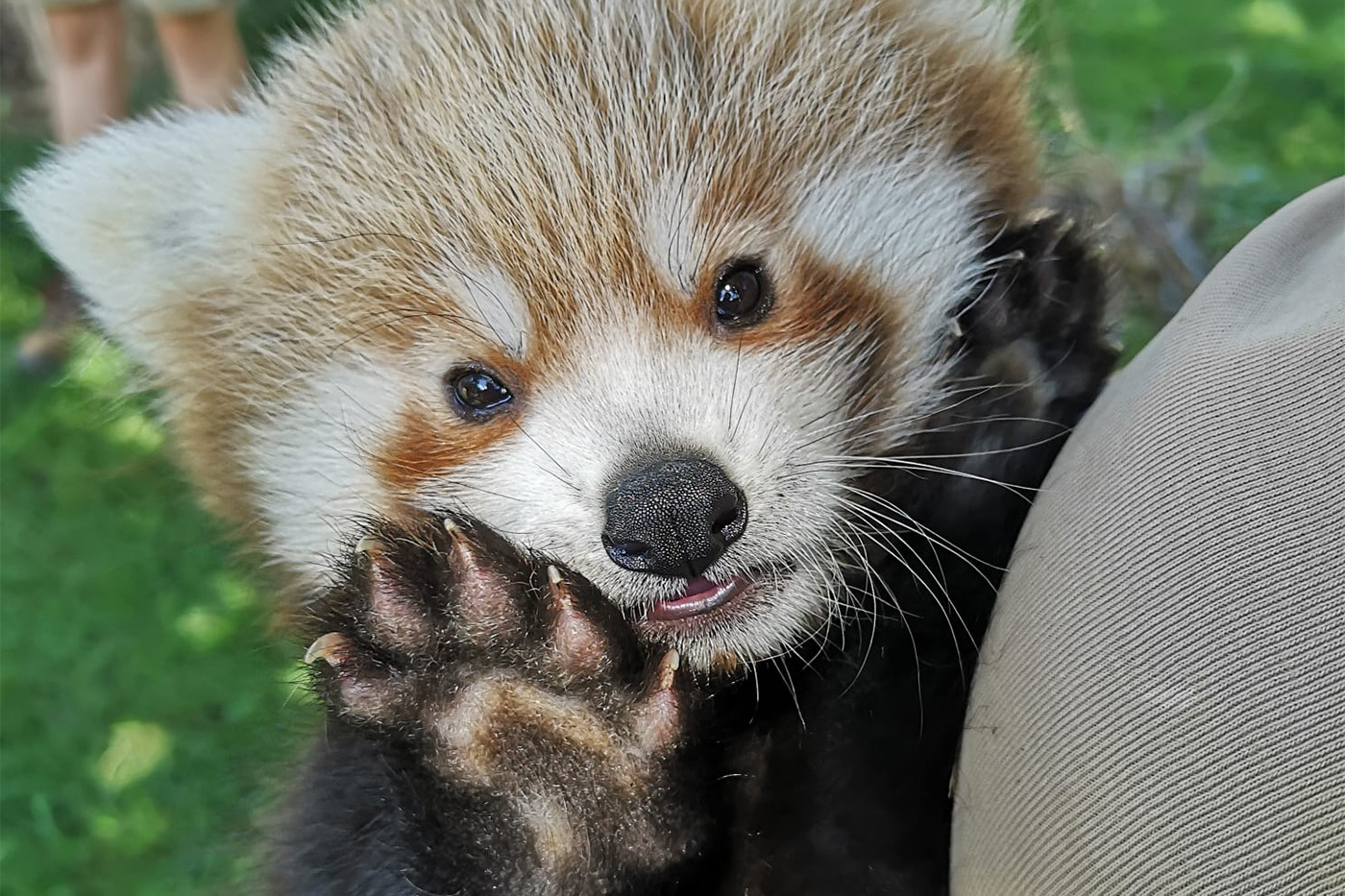 Der Kleine Panda ist inzwischen rund 2 Monate alt.