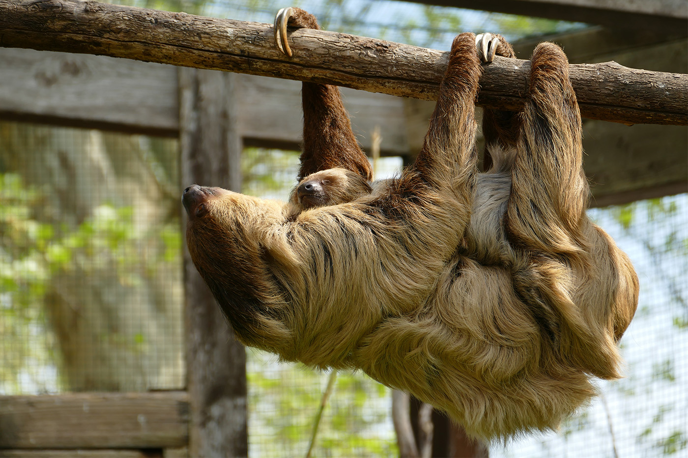 Einige Tiere sind nach Zooschluss besonders gut zu beobachten