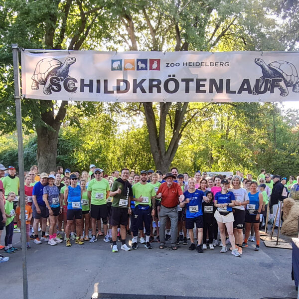 über 300 Läufer beim Start zum Schildkrötenlauf 2026 im Zoo Heidelberg