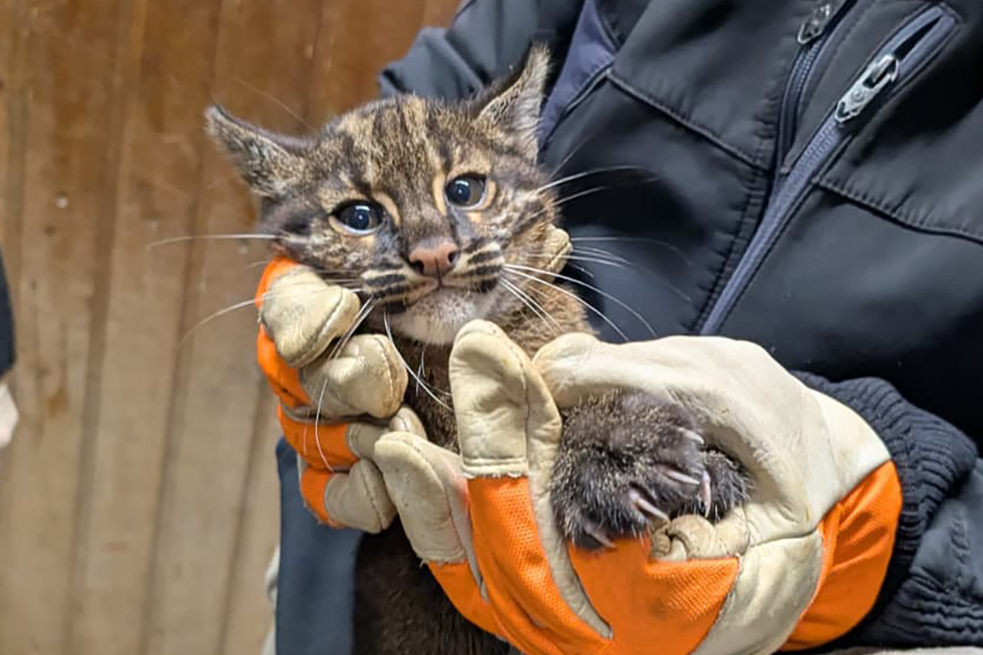 Die Untersuchung wurde so schnell wie möglich durchgeführt, um die Tiere nicht zu sehr zu stressen