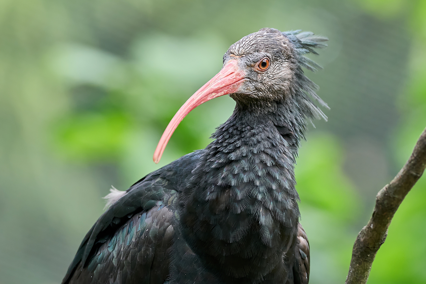 Der Waldrapp ist eine stark gefährdete Vogelart, die lange vom Aussterben bedroht war.